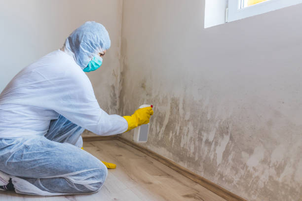 Licensed Basement Mold Remediation service in North Wales, PA - WQB Mold Removal