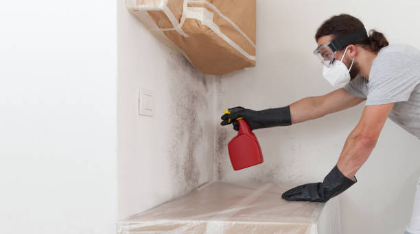 Professional Basement Mold Remediation technician working in North Wales, PA