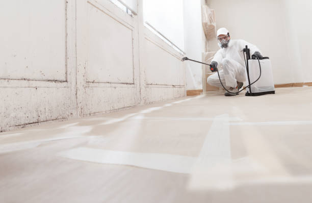 24/7 Emergency Basement Mold Remediation experts in North Wales, PA