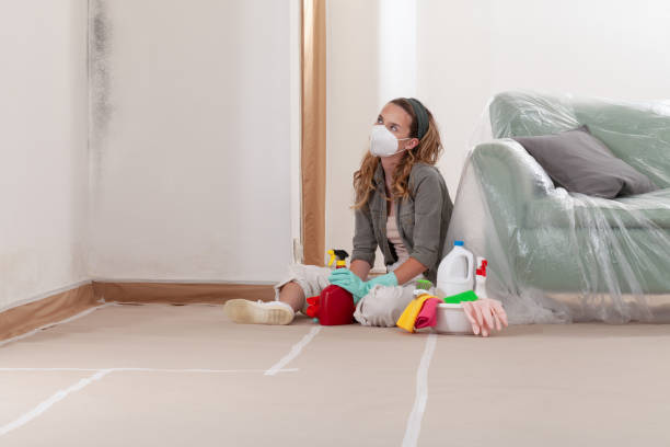 Reliable Basement Mold Remediation contractor in North Wales, PA by WQB Mold Removal