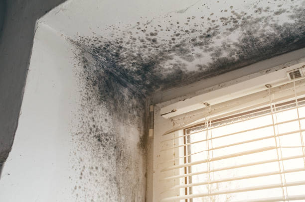 Affordable Basement Mold Remediation solutions in North Wales, PA