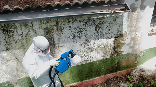 Top rated local Basement Mold Remediation specialists in North Wales, PA